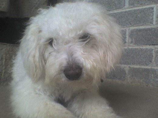 es un perrito muy jugueton acaba de cumplir un año le encanta que lo carguen y lo apapachen juega mucho con sus compañeros pero es muy necio y travieso es un perrito muy jugueton acaba de cumplir un año le encanta que lo carguen y lo apapachen juega mucho con sus compañeros pero es muy necio y travieso